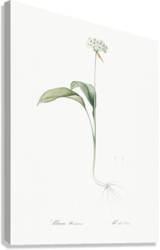 Paradise lily illustration  Canvas Print
