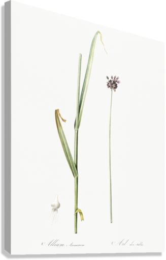 Sand leek illustration  Canvas Print