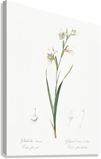 Painted lady illustration  Canvas Print