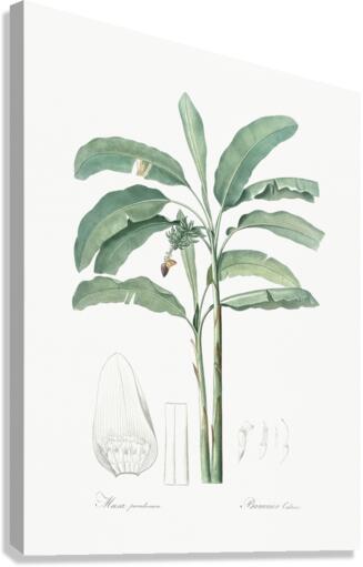 Banana illustration  Canvas Print