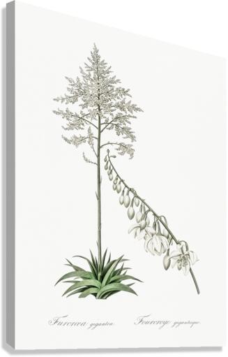 Giant cabuya illustration  Canvas Print