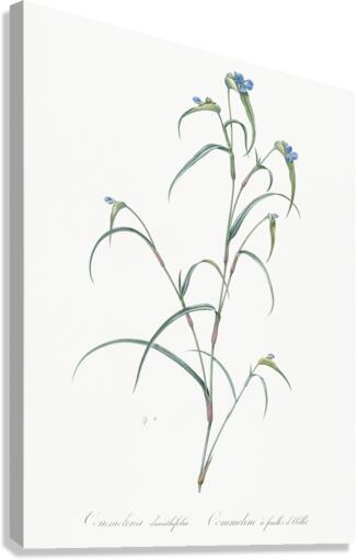 Birdbill dayflower illustration  Canvas Print