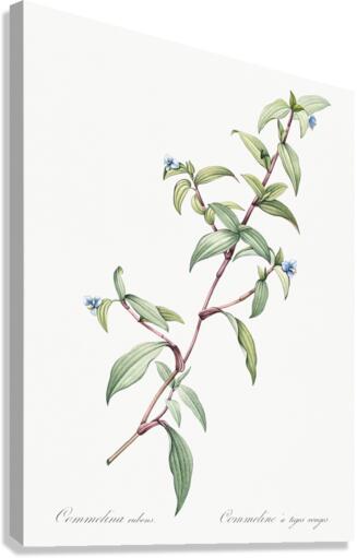 Birdbill dayflower illustration  Canvas Print