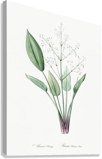 Ixia crispa illustration  Canvas Print