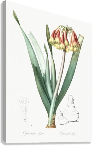 Knysna lily illustration  Canvas Print