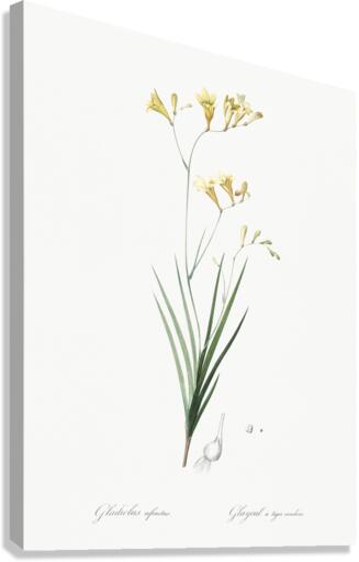 Freesia illustration  Canvas Print
