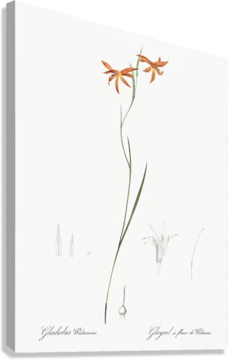 Gladiolus watsonius illustration  Canvas Print