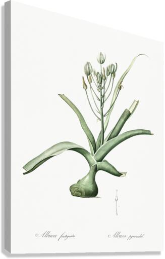 Slime lily illustration  Canvas Print