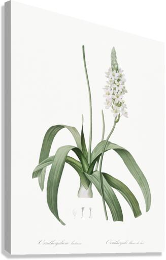 Narbonne star-of-Bethlehem illustration  Canvas Print