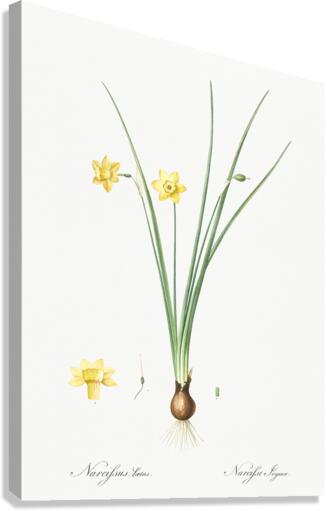 Daffodil illustration  Canvas Print
