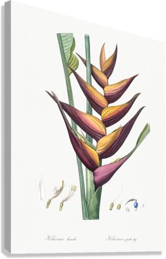 Brandlelie illustration  Canvas Print