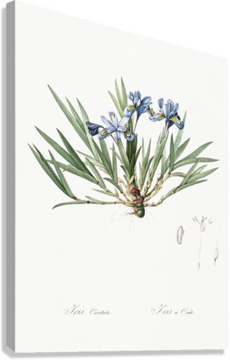 Dwarf crested iris illustration  Canvas Print