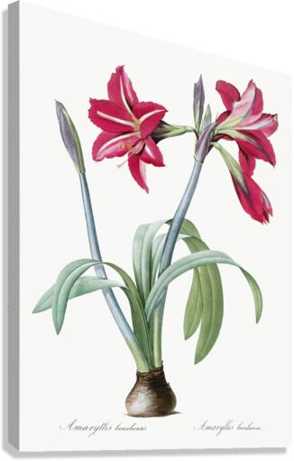 Brazilian amaryllis illustration  Canvas Print