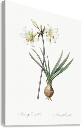 Belladonna lily illustration  Canvas Print