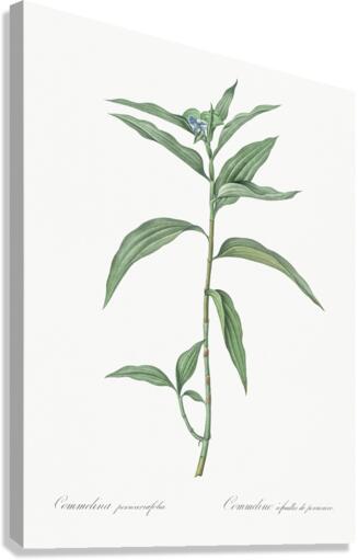 Dayflower illustration  Canvas Print
