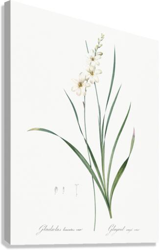 Gladiolus lineatus illustration  Canvas Print