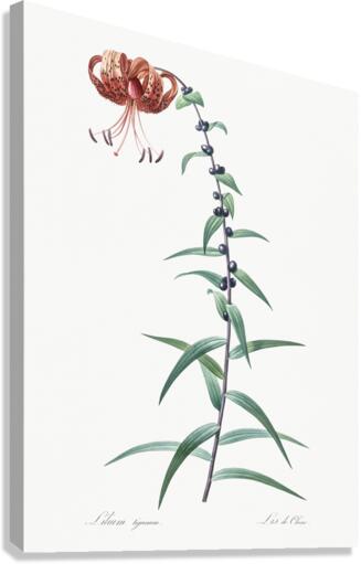 Tiger lily illustration  Canvas Print