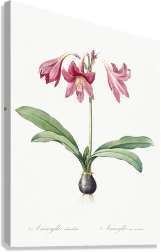 Netted-veined amaryllis illustration  Canvas Print