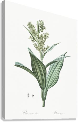 Netted-veined amaryllis illustration  Canvas Print