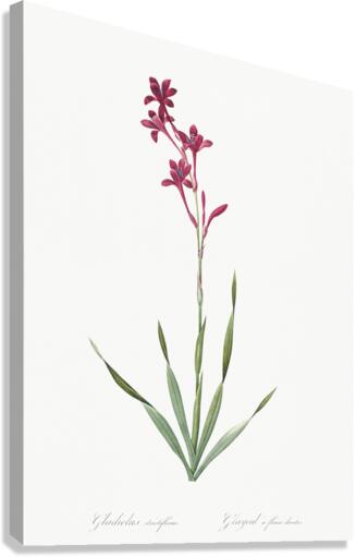 Netted-veined amaryllis illustration  Canvas Print