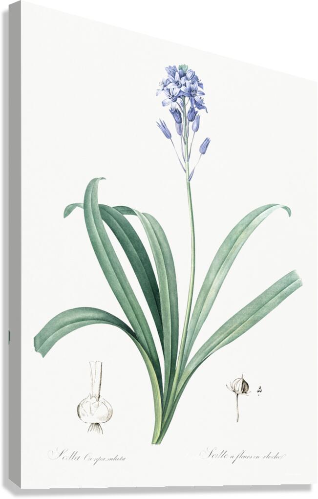 Siberian iris illustration  Canvas Print