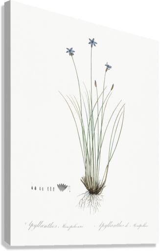 Aphyllanthes monspeliensis illustration  Canvas Print