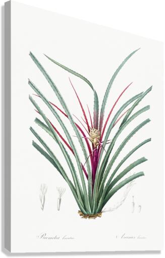 Ornamental onion illustration  Canvas Print