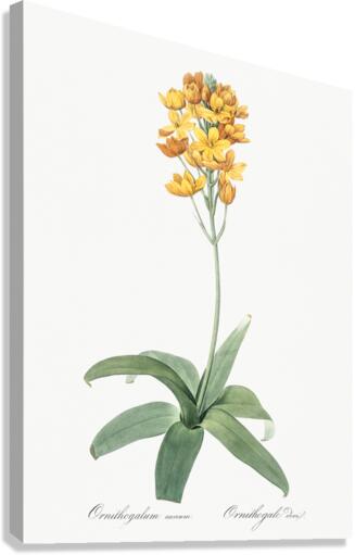 Cowslip cupped daffodil illustration  Canvas Print