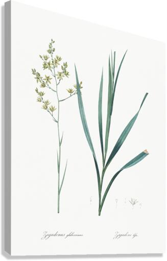 Sandbog death camas illustration  Canvas Print