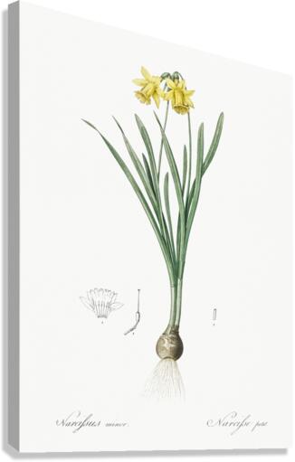 Broadleaf wild leek illustration  Canvas Print