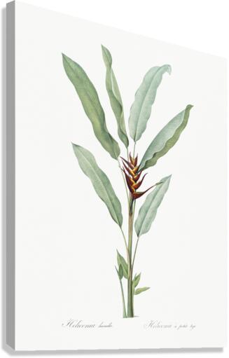 Broadleaf wild leek illustration  Canvas Print