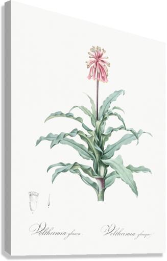 Broadleaf wild leek illustration  Canvas Print