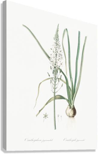 Star-of-Bethlehem illustration  Canvas Print