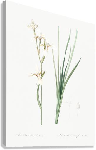 Siberian iris illustration  Canvas Print