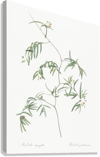 African flag illustration  Canvas Print