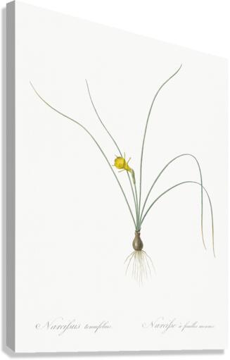 Petticoat daffodil illustration  Canvas Print