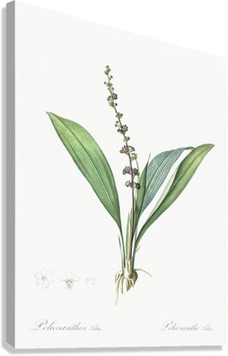 Peliosanthes teta illustration  Canvas Print