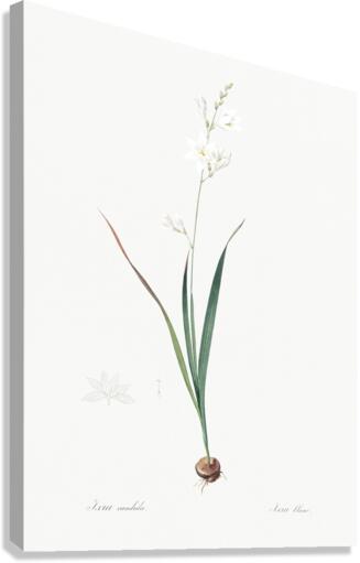 Corn lily illustration  Canvas Print