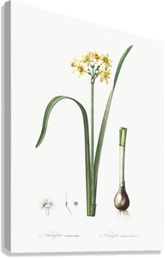 Asparagus fern illustration  Canvas Print