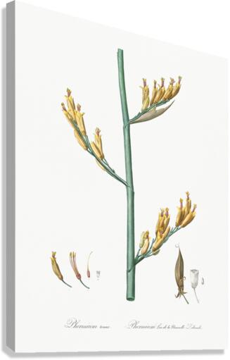 Asparagus fern illustration  Canvas Print