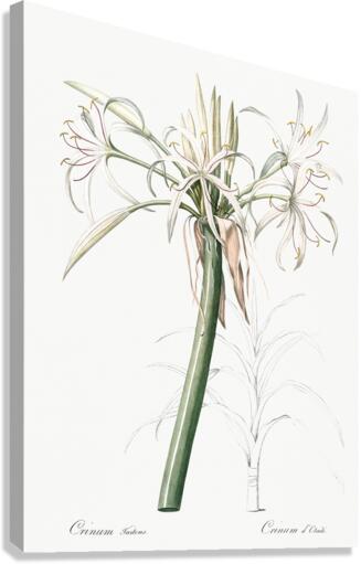 Poison bulb illustration  Canvas Print