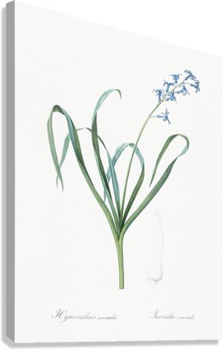 Dutch hyacinth illustration  Canvas Print
