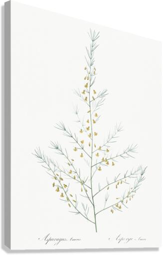 Sea asparagus illustration  Canvas Print