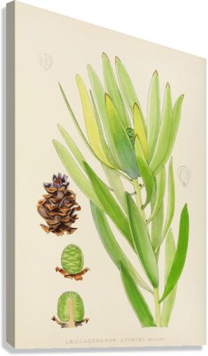 Leucadendron Stokoei Canvas Print