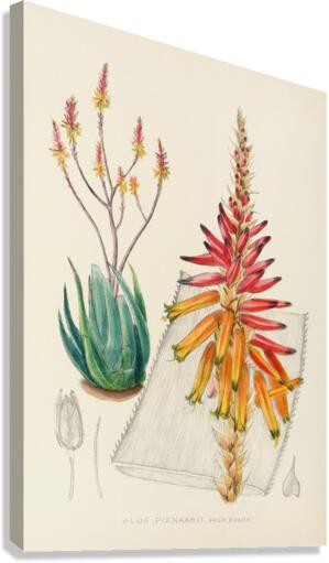 Aloe Pienaarii Canvas Print