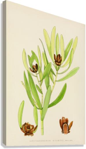 Leucadendron Stokoei Canvas Print