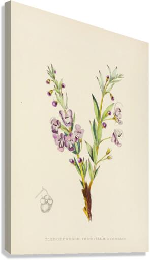 Clerodendron Triphyllum Canvas Print