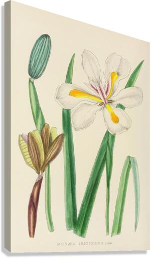 Moraea Iridioides Canvas Print