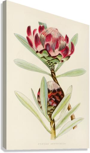 Protea Abyssinica Canvas Print
