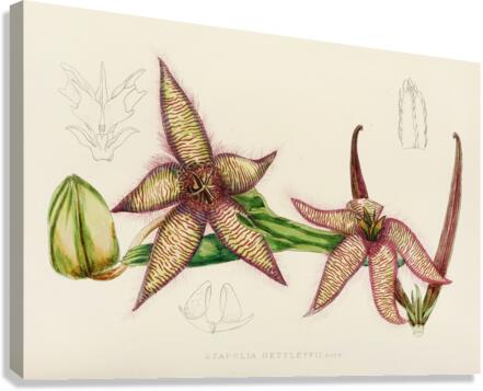 Stapelia Gettleffii Canvas Print